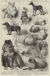 Die Birmingham-Hundeausstellung, Preishunde